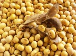 Aneka Buah Buahan 10 Jenis Kacang Yang Masih Termasuk Dalam Jenis Polong Polongan