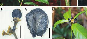 Image result for Gaertnera