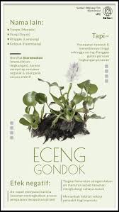 Check spelling or type a new query. Tanam Eceng Gondok Di Jakarta Resep Sempurna Bencana Lingkungan Tirto Id