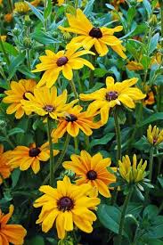 Perennial Flowers For A Stunning Design Pflanzen Blumen Und Garten
