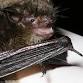 Workshop Wednesdays: Batty About Bats & Bats Are event image