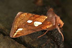 Image result for Plusia putnami