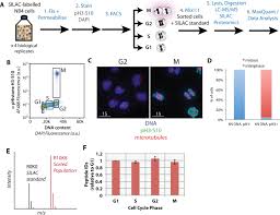 Proteomic Analysis Of Cell Cycle Progression In Asynchronous