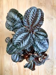 Image result for Pandiaka involucrata