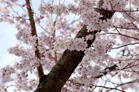 Here you find 9 meanings of the word blossom. Sakura Flower Meaning Flower Meaning