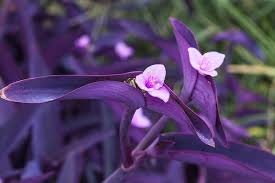 Image result for Tradescantia pallida