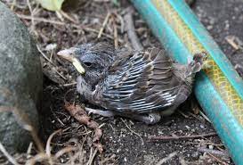 When To Help A Baby Bird And When To Leave It Alone Wbur S The Wild Life