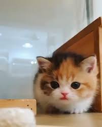 Minik Kedicigin Tatli Halleri Arkadaslariniza Gondermeyi Unutmayin Instagram Kedi Ve Tatli