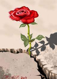 The Rose That Grew From Concrete Concrete Rose Painting Art Projects American Poetry