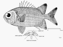 In this drawing lesson we'll show you how to draw a realistic fish in 6 . Thumbnails Summary