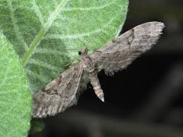 Image result for Eupithecia lanceata