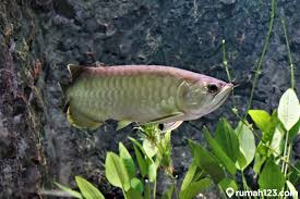 Apakah anda memelihara ikan hias di rumah? Cara Budidaya Ikan Arwana Untuk Pemula Untung Puluhan Juta Rumah123 Com