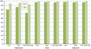 Image result for Habenaria gonatosiphon