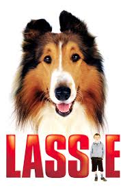 Hulphond Lassie Schotse Collie Rasvereniging De Avonturen Van De Helpende Honden Pootjes