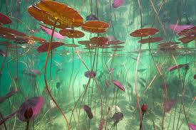 Nympheas Et Nenuphars Sous L Eau Michel Loup Photographe Environment Concept Art Art Forest Art