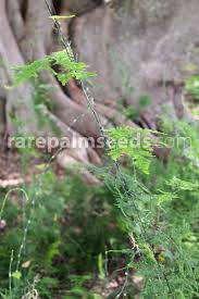 Image result for Asparagus setaceus