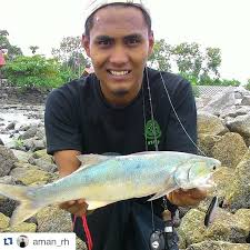 锦鲤鱼, fish, kee fish, crabmeat, dory fish, unga fish, ikan duri, blackfish. Repost Aman Rh Lesen Pertamaa Ikan Senangin Karen Y Flickr