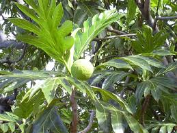 Arbre A Pain Wikipedia