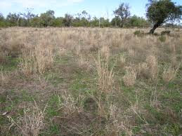 Image result for Enteropogon monostachyos