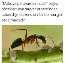 Zeynep Ozkara Adli Kullanicinin Bilinmeyenler Panosundaki Pin Bilim Doga Hayvan Bilimi Biliyor Muydunuz