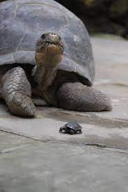 Giant Galapagos Tortoise 80 Has 9 Hatchlings At Zurich Zoo