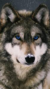 Now we also made 8k exclusive wallpaper for our visitors. Wolf Wallpapers Iphone Kolpaper Awesome Free Hd Wallpapers