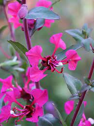 Pin On Bauhinia