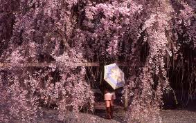 Sakura uchiha (うちはサクラ, uchiha sakura, née haruno (春野)) is a kunoichi of konohagakure. 10 Most Popular Sakura Varieties In Japan Kyuhoshi