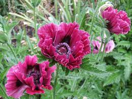Marsala A Splash For Your Garden Papaver Poppy Garden Fall Plants