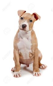 White american pitbull terrier puppy. American Pit Bull Terrier Puppy Isolated On White Stock Photo Picture And Royalty Free Image Image 36637579