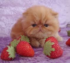Blueberries, blackberries, raspberries, and cranberries are all safe for cats to eat. Can Cats Eat Strawberries Are Strawberries Safe For Cats Cattime Cats Cat Facts Cute Cats