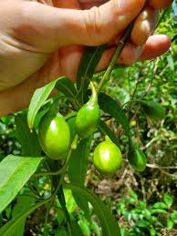 Image result for Amblygonocarpus