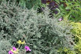 Plants outgrow their current location or overrun nearby ornamental plants during. Great Plant Picks Unbeatable Plants For The Maritime Northwest Garden