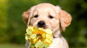 3840x2160 Labrador Retriever 4k Ultra Hd Desktop Wallpaper Cute Animals Puppies Baby Animals