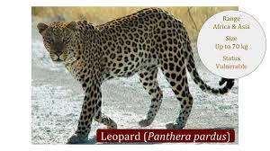 Leopard Panthera Pardus Classification Wild Cat Family