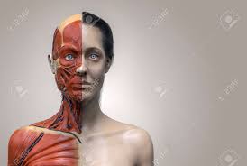 Human chest anatomy anatomical skeleton muscles man skeleton anatomy shoulder muscle anatomy clavicle and ribs anatomy sternocleidomastoid muscle bones and muscles bone body vector muscle and. Human Body Anatomy Of A Female Woman Muscular Anatomy Isolated 3d Render Of The Face Neck And Chest Stock Photo Picture And Royalty Free Image Image 64471705