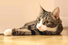 There are three reasons why an outdoor cat may live just 1/3 as long as an indoor cat: Domestic Shorthair Cat Profile Cat World