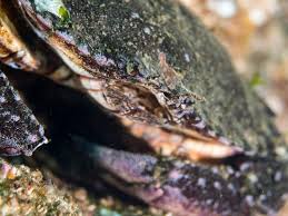 Image result for Crabbea glandulosa