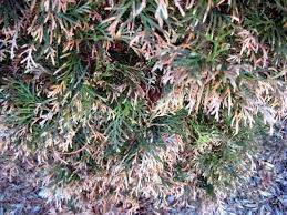 Image result for kabatina thujae