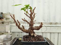 Image result for Ficus virens