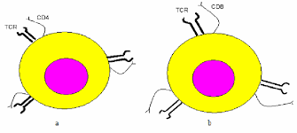 Image result for T-Lymphocyte