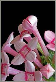 Bouvardia Flower Key Best Flower Wallpaper