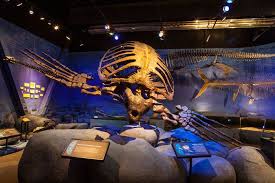 Thanksgiving Point Institute Inc Dinosaur Museum Museum Dinosaur