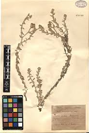 Image result for Sida hoepfneri