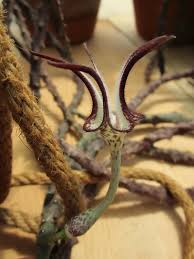 Image result for Ceropegia conrathii