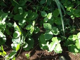 Image result for Canavalia africana