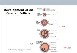 History And Fundamentals Of Oocyte Maturation In Vitro Ppt