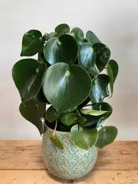 Image result for Peperomia molleri
