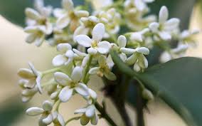 Check spelling or type a new query. Buy Fragrant White Tea Olive Osmanthus Fragrans Free Shipping 3 Gallon Size Pot For Sale Online From Wilson Bros Gardens
