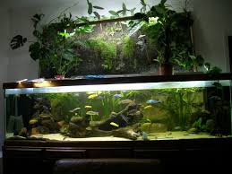 Orchidee Aquarium Recherche Google Ficus Pumila Ficus Aquarium